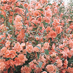 19usd Ngryise 8000Pcs A Set Godetia amoena yelaixiang  seed