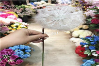 19usd Ngryise 8000Pcs A Set White Dandelion seed