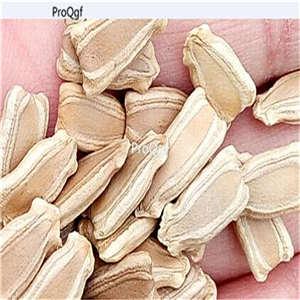 19usd Ngryise 500Pcs A Set gold green stripe Lagenaria siceraria seed
