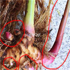 19usd Ngryise 5Pcs A Set white ginger bulb