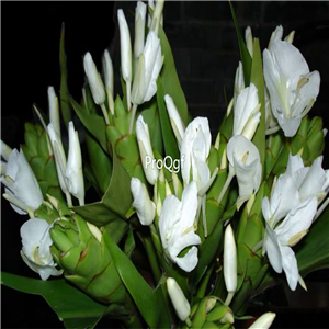 19usd Ngryise 5Pcs A Set white ginger bulb