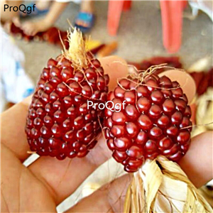 19usd Ngryise 20Pcs A Set strawberry color corn seed