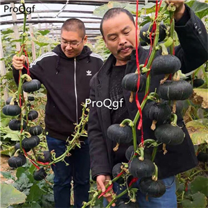 19usd Ngryise 200Pcs A Set japanese dark green pumpkin seed