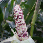 19usd Ngryise 200Pcs A Set japanese purple white corn seed