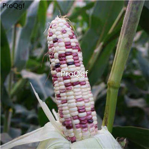 19usd Ngryise 200Pcs A Set japanese purple white corn seed