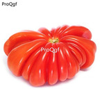 19usd Ngryise 6000Pcs A Set ugly tomato seed