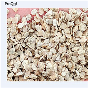 19usd Ngryise 6000Pcs A Set ugly tomato seed