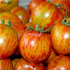19usd Ngryise 6000Pcs A Set stripe cherry tomato seed