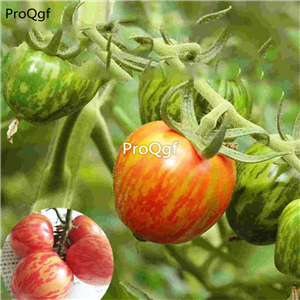 19usd Ngryise 6000Pcs A Set stripe cherry tomato seed