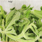19usd Ngryise 500Pcs A Set Agropyron cristatum seed