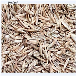 19usd Ngryise 500Pcs A Set Agropyron cristatum seed