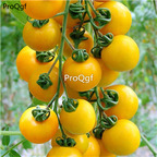 19usd Ngryise 6000Pcs A Set yellow cherry tomato seed