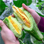 19usd Ngryise 3000Pcs A Set yangjiaomitiangua sweet melon seed