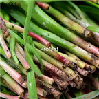 19usd Ngryise 9000Pcs A Set allium tuberosum garlic  seed