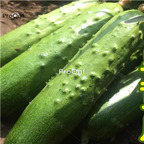 19usd Ngryise 3000Pcs A Set old cucumber seed