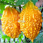 19usd Ngryise 500Pcs A Set gold bitter melon seed