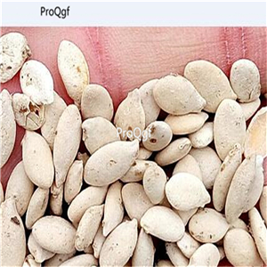 19usd Ngryise 500Pcs A Set Benincasa hispida wax gourd seed