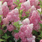 19Usd Ngryise 500Pcs A Set strawberry hydrangea SEED