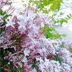 19usd Ngryise 6000Pcs A Set jasminum grandiflorum zhenzhumei seed