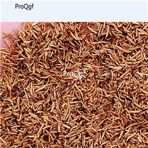 19usd Ngryise 6000Pcs A Set jasminum grandiflorum zhenzhumei seed