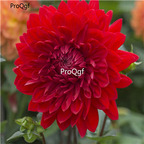 19usd Ngryise 2000Pcs A Set red sun dahlia seed