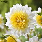 19usd Ngryise 2000Pcs A Set gold with white edge dahlia seed