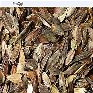 19usd Ngryise 2000Pcs A Set gold with white edge dahlia seed