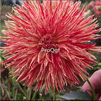 19usd Ngryise 2000Pcs A Set susu stripe red dahlia seed