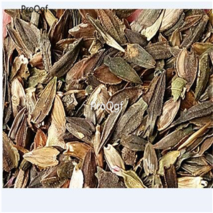19usd Ngryise 2000Pcs A Set susu stripe red dahlia seed