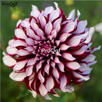 19usd Ngryise 2000Pcs A Set purple white stripe dahlia seed