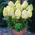 19usd Ngryise 500Pcs A Set beige rare hydrangea seed