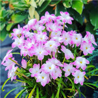 19usd Ngryise 100Pcs A Set rare purple white fengyulan bulb