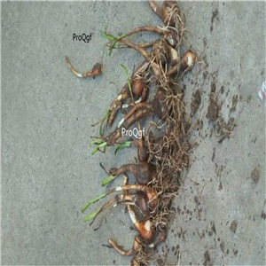 19usd Ngryise 100Pcs A Set rare purple white fengyulan bulb