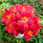 19usd Ngryise 100Pcs A Set mixed fengyulan bulb one kind of orchid