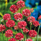 19usd Ngryise 6000Pcs A Set Armeria maritima seed