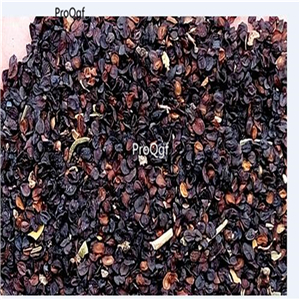 19usd Ngryise 6000Pcs A Set Armeria maritima seed