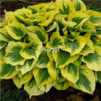 19usd Ngryise 500Pcs A Set rare hosta seed
