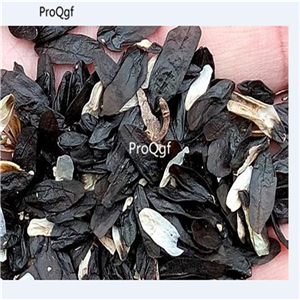 19usd Ngryise 500Pcs A Set rare hosta seed