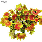 19usd Ngryise 500Pcs A Set rare Pelargonium hortorum  seed