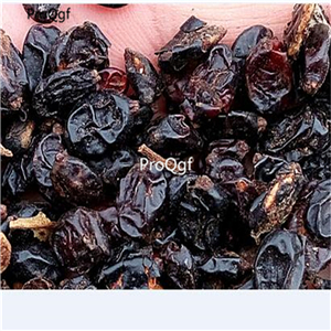 19usd Ngryise 500Pcs A Set rare Pelargonium hortorum  seed