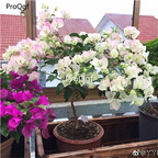 19usd Ngryise 2000Pcs  A Set pink Bougainvillea spectabilis zhenzhumei seed