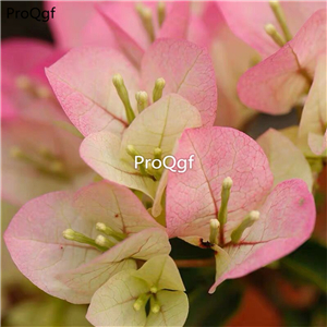 19usd Ngryise 2000Pcs  A Set pink Bougainvillea spectabilis zhenzhumei seed