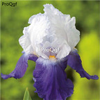 19usd Ngryise 500Pcs  A Set rare double color iris seed