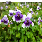 19usd Ngryise 6000Pcs  A Set xiongmaojin  sanse seed