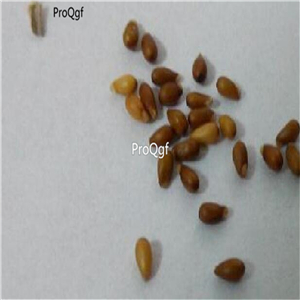 19usd Ngryise 6000Pcs  A Set xiongmaojin  sanse seed
