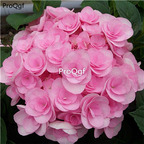19usd Ngryise 500Pcs  A Set butterfly series hydrangea seed