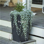 19usd Ngryise 8000Pcs  A Set silver Dichondra repens  seed