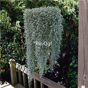 19usd Ngryise 8000Pcs  A Set silver Dichondra repens  seed