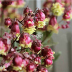 19usd Ngryise 3000Pcs  A Set gongdeng like lantern jiegeng seed
