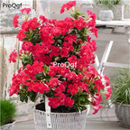 19usd Ngryise 500Pcs  A Set Mandevilla laxa seed